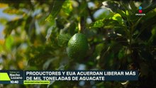 EUA vuelve a abrir la puerta al aguacate de Michoacán