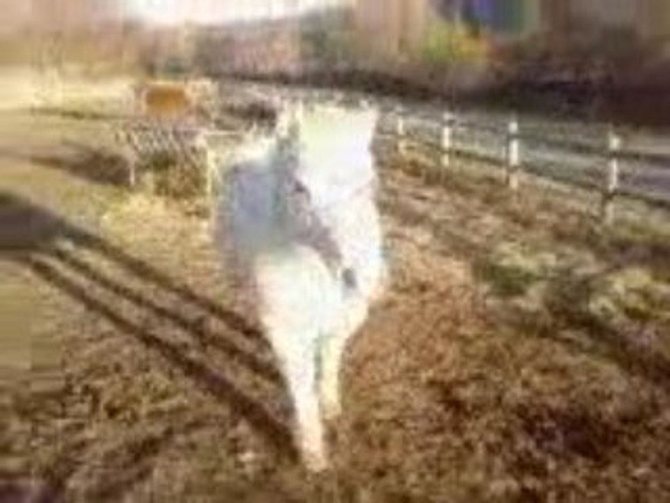Galopin dans son pré