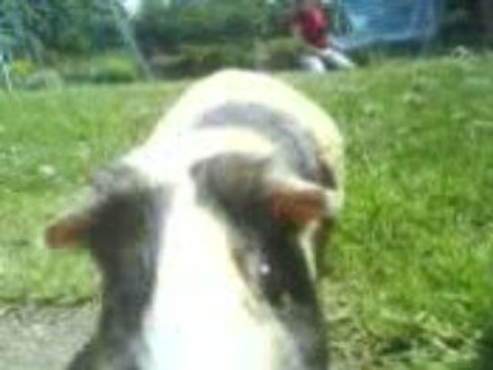 Mon cochon d'inde