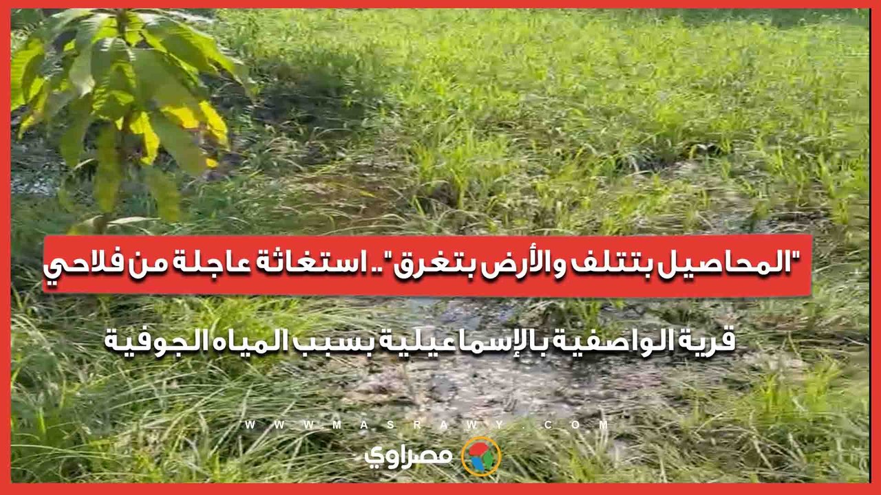 "المحاصيل بتتلف والأرض بتغرق".. استغاثة عاجلة من فلاحي قرية الواصفية بالإسماعيلية بسبب المياه الجوفية