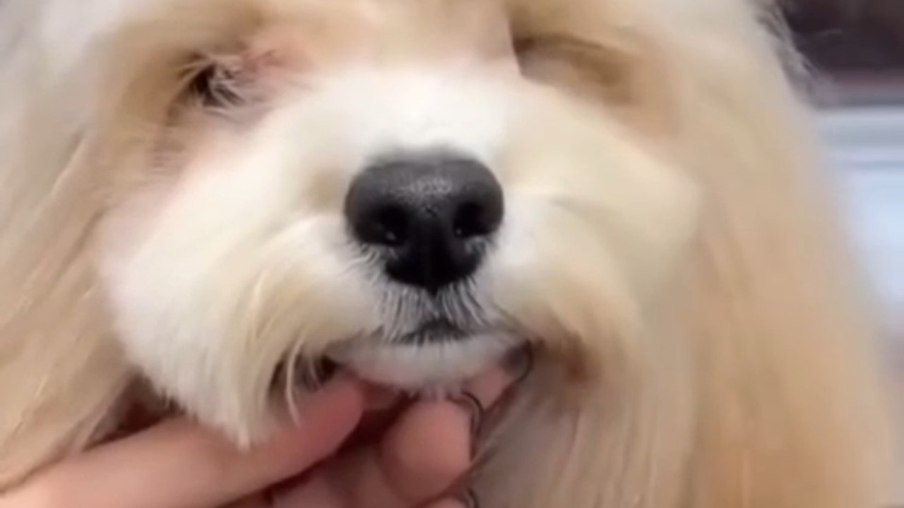 From Fluffy to Fabulous: Adorable Puppy Glow Up! ✨🐶
