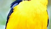 Colorful birds Videography