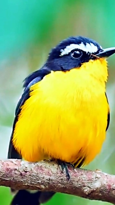 Colorful birds Videography