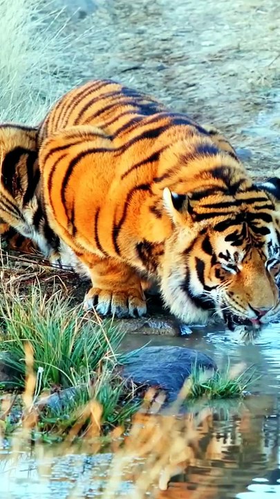 Tiger animals Videography