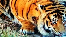 Tiger animals Videography