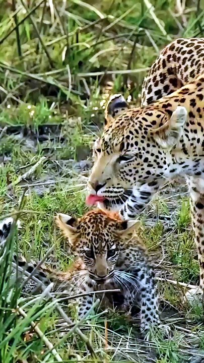 Jaguar animals Videography