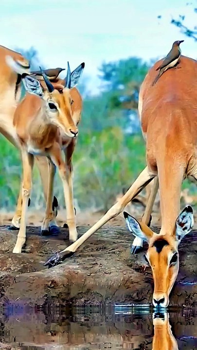 Deer animals Videography