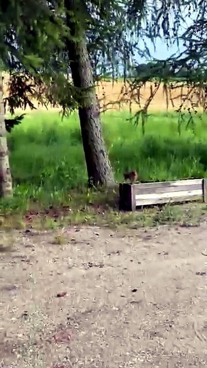 Who`s hiding there? :) #animals #funnyanimals #farm
