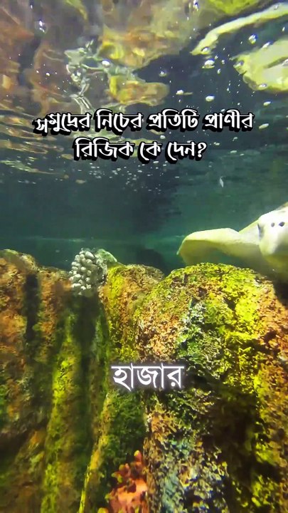 সমুদ্রের নিচের প্রতিটি প্রাণীর রিজিক কে দেন?