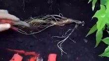 #shorts Ginseng Plant Root = यह पेड़ उगाता है क्या? 🤯 #ginsengplantroot #viral