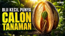 Ada 'Calon Tanaman' di Dalam Biji, Kok Bisa Tumbuh Sendiri?