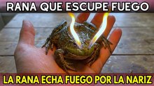 15 animales insólitos con superpoderes de la vida real