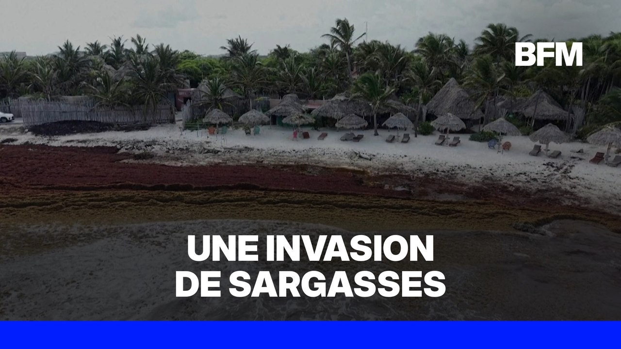 Mexique: les plages des Caraïbes submergées par une arrivée record de sargasses