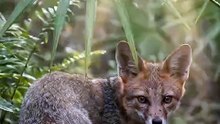 🦊🌴😳 Scientists weren't even sure this tiny fox was still alive.