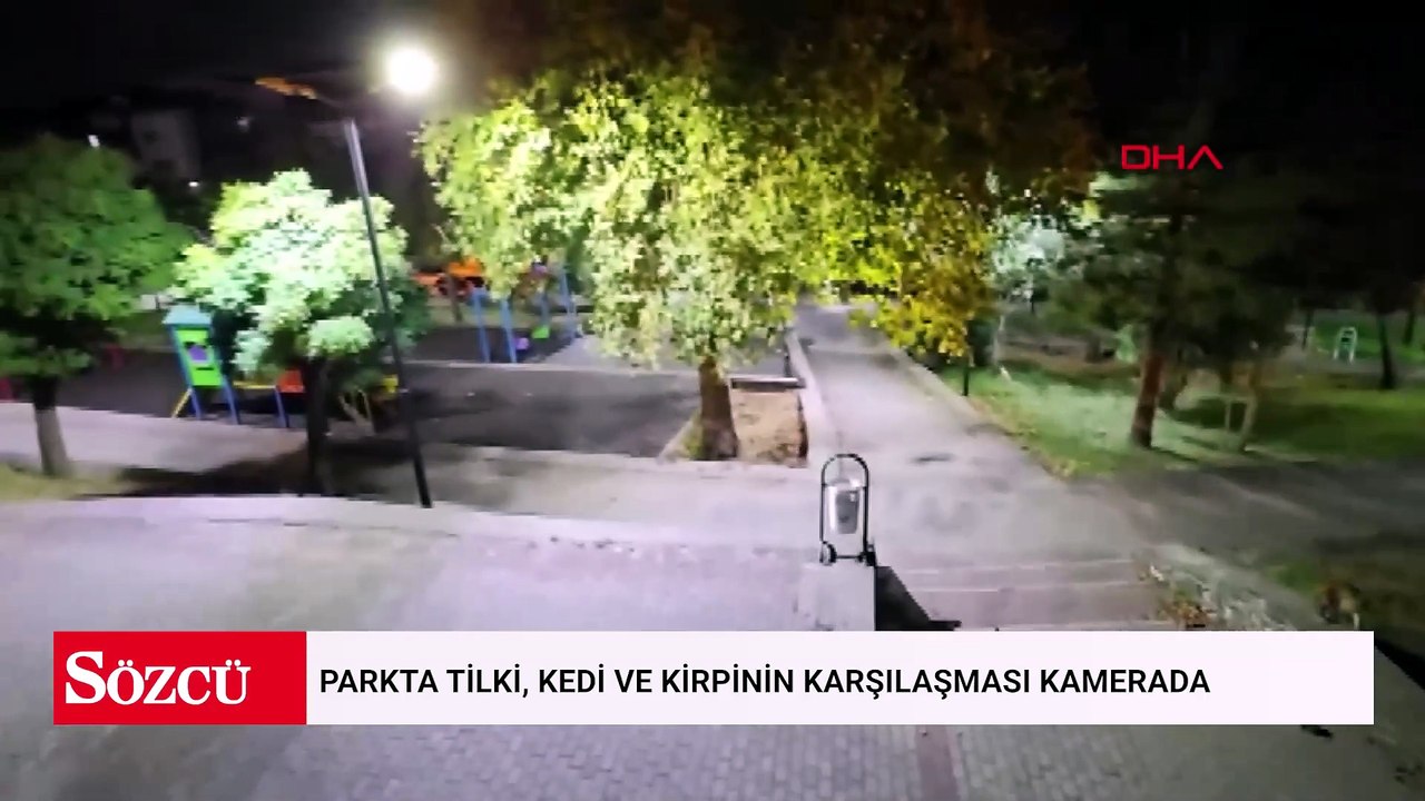 Parkta tilki, kedi ve kirpinin karşılaşması kamerada