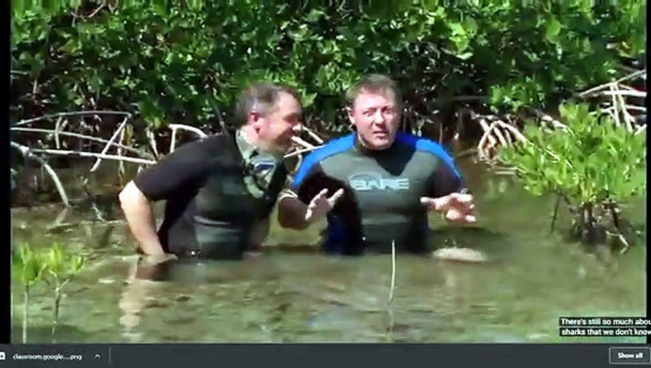 Stuck on Sharks