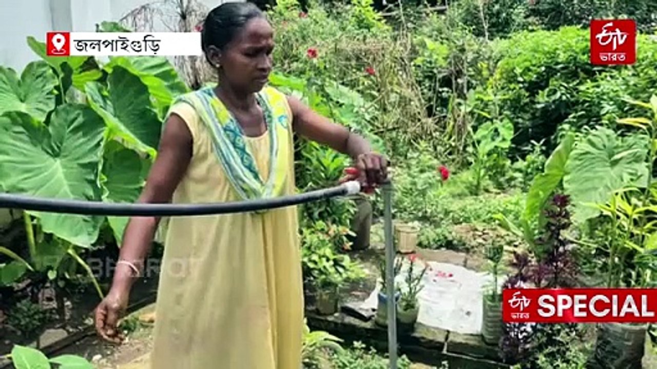 গোবরেই 'গ্যাসের কারখানা' বানিয়ে চা-বাগানে কৃপার চমক ! মাসে বাঁচছে 1200 টাকা