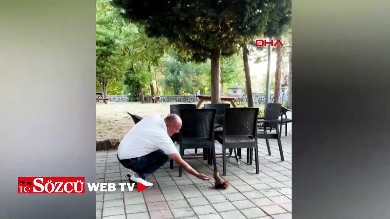 Çay bahçesinde yanına gelen sincabı çekirdekle besledi