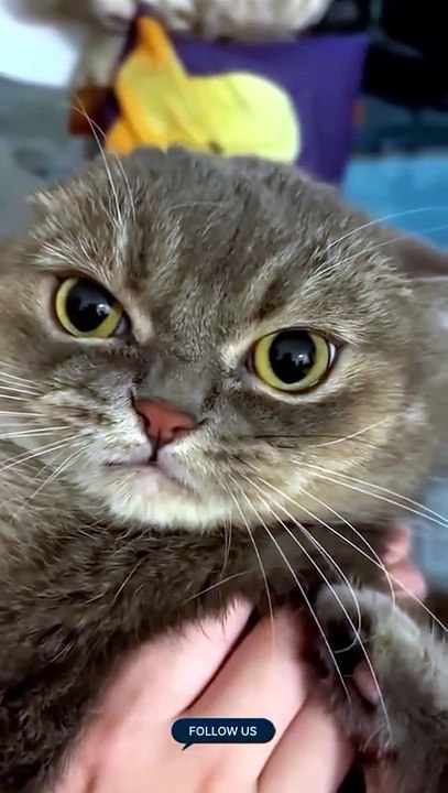 The Best Cat Expressions 😸😸😸