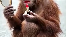 funny short vedio
