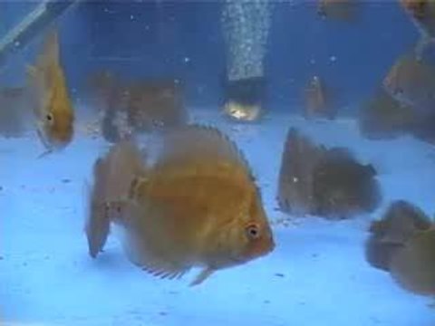 BB SANTAREM 6 SEMAINES