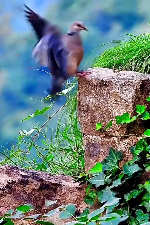 Wildlifes short EP10