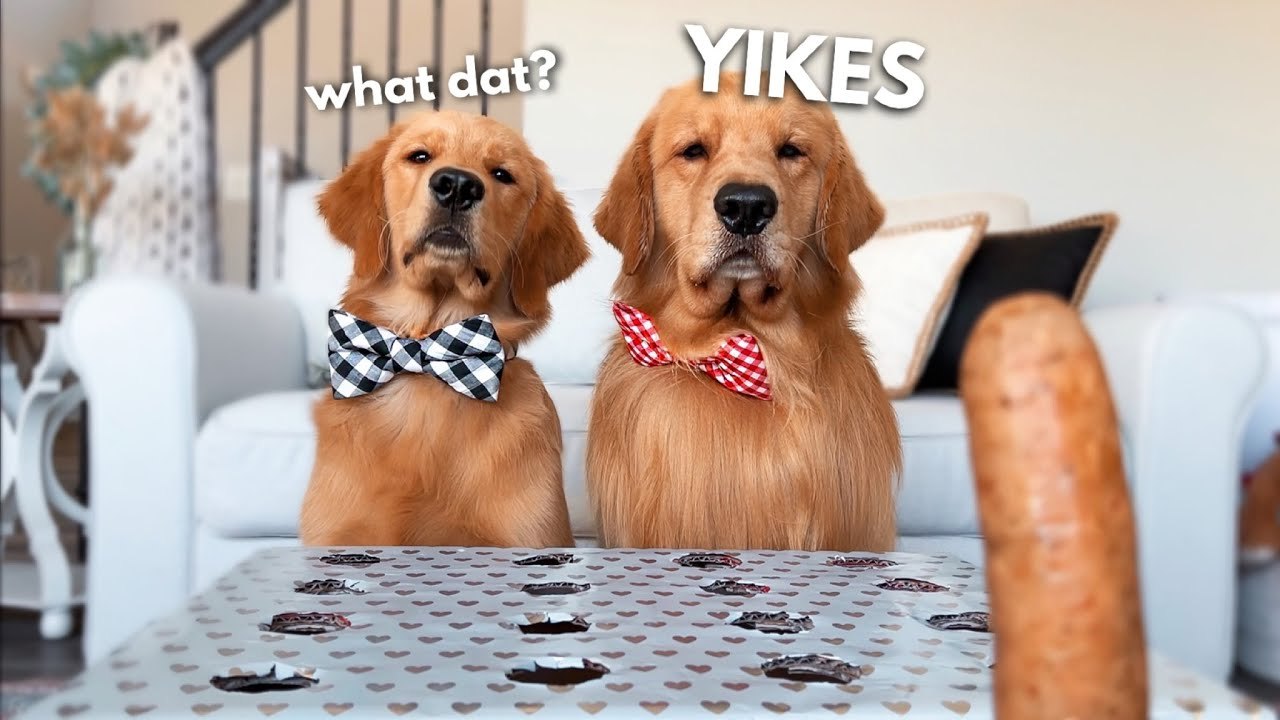 My Dogs React to the Hot Dog Challenge - video Dailymotion