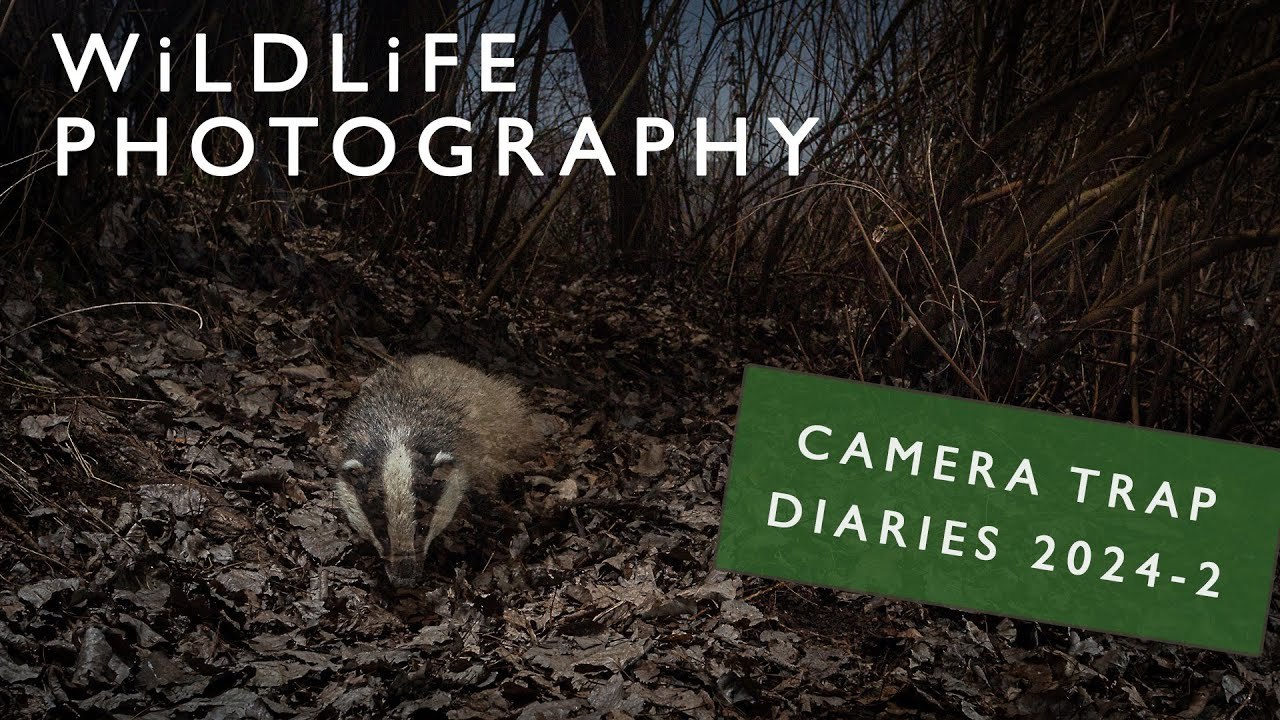 Exploring a Forest Ravine and a New Location for the Camera | DSLR Camera Trap Diaries 2024 No2
