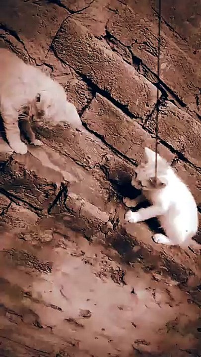 Cute Kittens Playing Together 🐱💕 | Adorable C...