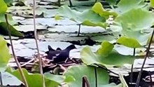 Kingfisher Moment 001