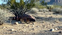 Gila Monster : The colorful desert survivor with a powerful venomous bite