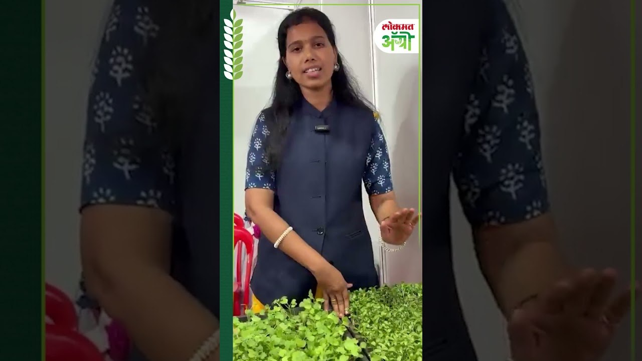 Microgreen : घरीच उगवा मायक्रोग्रीन! सात दिवसांत तयार; आहारातही फायदे | Lokmat Agro