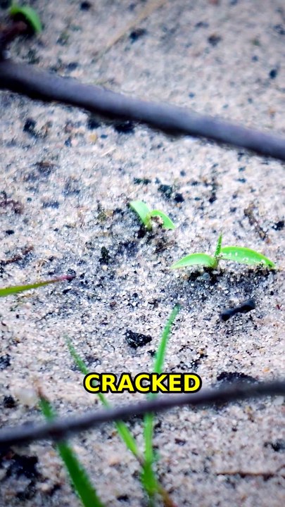 30s Shock: Drought-Proof Grass? 🌱