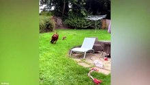 Funniest Animal Videos  😂 When Animals Ignore The Rules