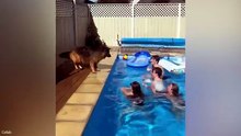Funniest German Shepherds in the World 🤣 Funny Dog Videos