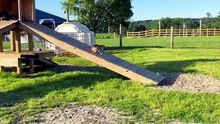 Funniest Farm Animals  😂 This Is Real Farm Life