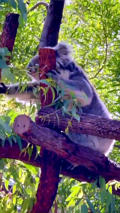 This Animal Has Fingerprints Like Humans! 😱