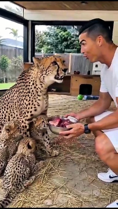 A unique and adorable moment between a ferocious cheetah and football legend Cristiano Ronaldo! 👑🐾  Let us know what you think of their style. 🌙🙂