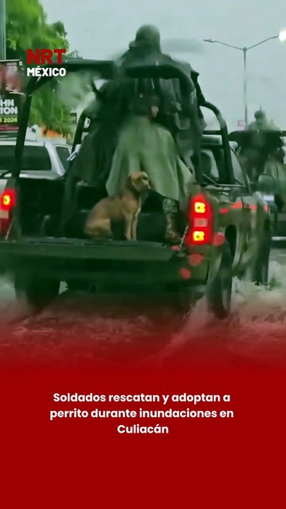 Soldados rescatan y adoptan a perrito durante inundaciones en Culiacán