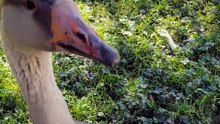 Tooey says hello. | #SparklegleamFarm #Tooey #farm #Lemongrab #goose #farmanimals #soft #cute