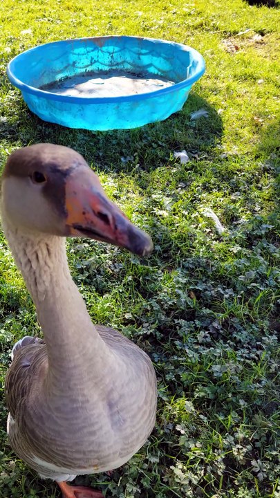 Tooey says hello. | #SparklegleamFarm #Tooey #farm #Lemongrab #goose #farmanimals #soft #cute