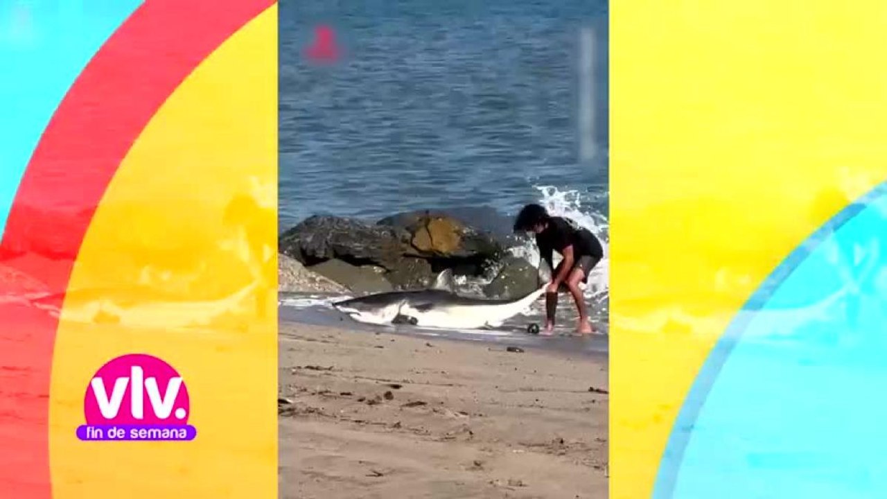 Pescador salva a tiburón y lo regresa al mar