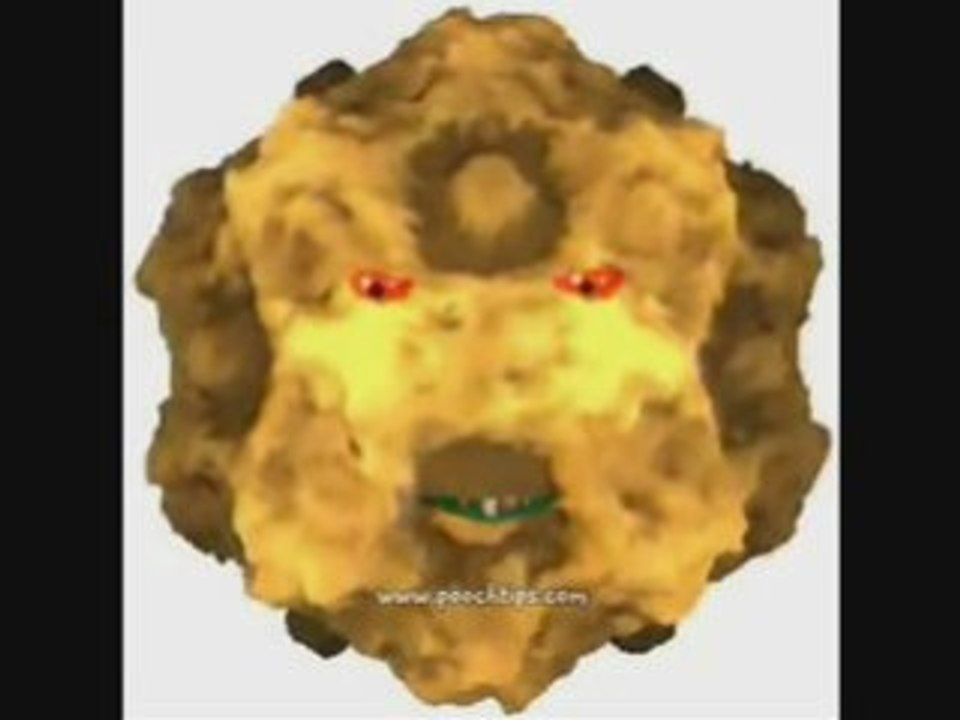 Gross Dog Parvo Symptoms Video