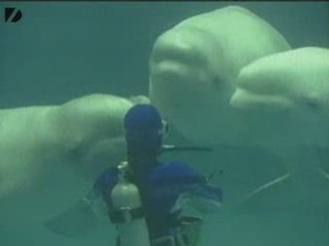 Whales Blowing Bubble Rings