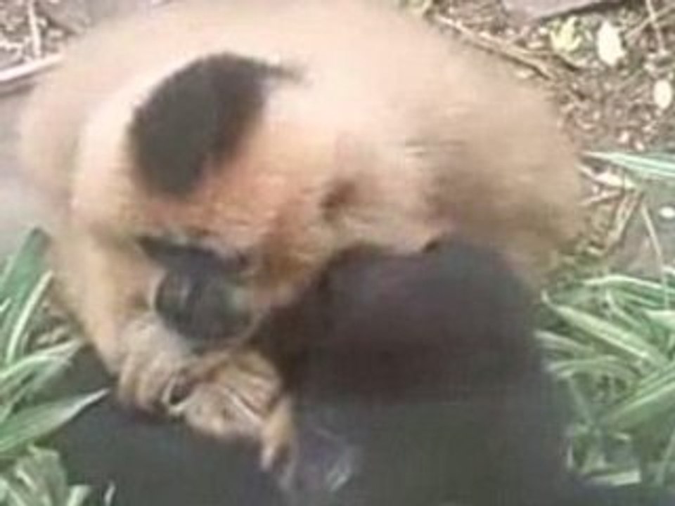 zoo mulhouse 68 (alsace) 2