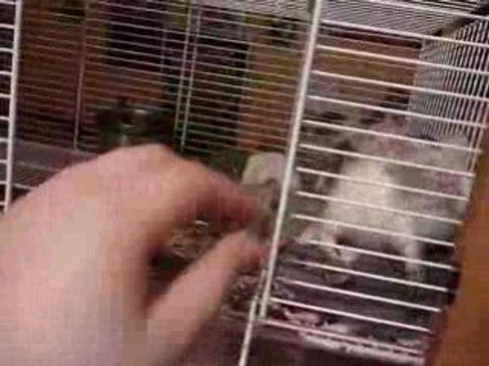 les malus de pitchounette