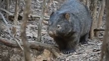 how wombat attack