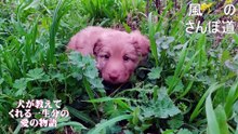 （たおやかインターネット放送)風の散歩道映画紹介犬が教えてくれる、一生分の愛の物語Film Review: A story of a lifetime’s worth of love, as taught by a dog