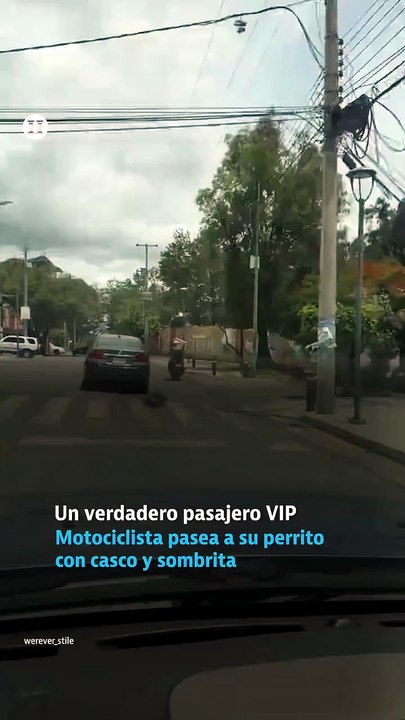 Un perrito viaja en moto como todo un pasajero VIP