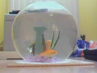 La vie de Platon,mon poisson rouge,acte 1.